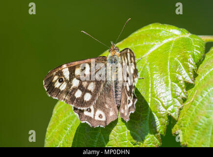 Hauhechelbläuling (Pararge depressa) Schmetterling ruht auf einem grünen Blatt im späten Frühjahr im südlichen England, UK. Stockfoto