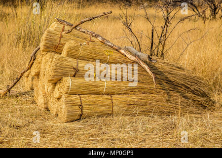 Gras in Bündeln für thatching traditionelle Häuser in Simbabwe bereit Stockfoto