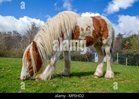 Pferde grasen auf Feld Stockfoto