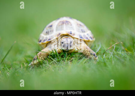 Schildkröte kriecht entlang der Gras Stockfoto