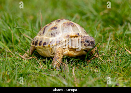 Schildkröte kriecht entlang der Gras Stockfoto