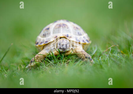 Schildkröte kriecht entlang der Gras Stockfoto