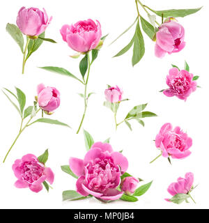 Rosa Pfingstrose Blüten auf Weiß isoliert Stockfoto
