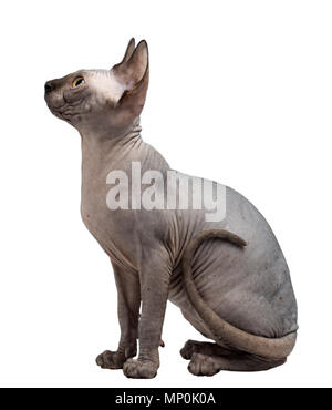 Сute kanadischen Sphinx auf weißem Hintergrund mit Freistellungspfad isoliert Stockfoto