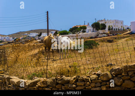 Schönen wilden Pferde grasen im kykladischen Insel Kythnos in Griechenland Stockfoto