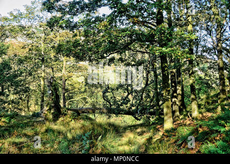 Gefallenen Baum in einem cumbrian Holz Stockfoto