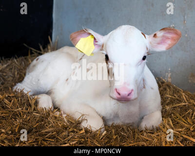 Fast komplett weiß jung neugeborenes Kalb im Stroh in der Scheune auf holländische Farm Stockfoto