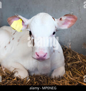 Fast komplett weiß jung neugeborenes Kalb im Stroh in der Scheune auf holländische Farm Stockfoto