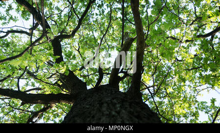 Eiche Stamm und den Himmel durch die Krone des Baumes, der Blick von unten nach oben. Stockfoto