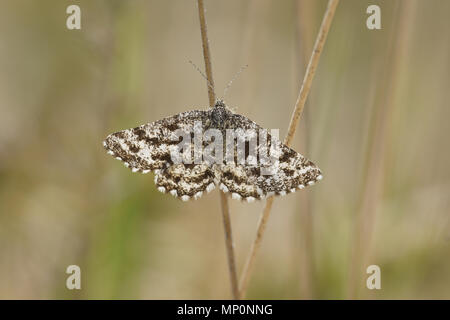 (Ematurga atomaria Common Heath) Stockfoto