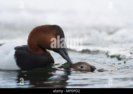 Paar fo Canvasback im Frühjahr Stockfoto