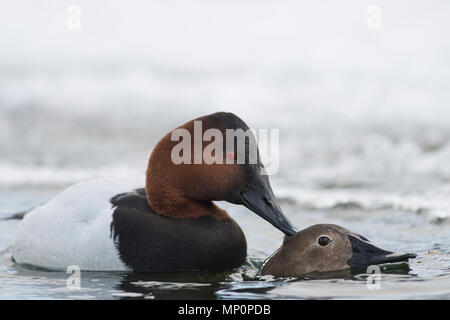 Paar fo Canvasback im Frühjahr Stockfoto