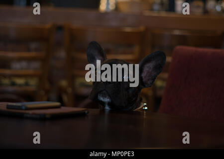 Business Hund Stockfoto