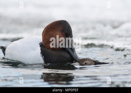 Paar fo Canvasback im Frühjahr Stockfoto