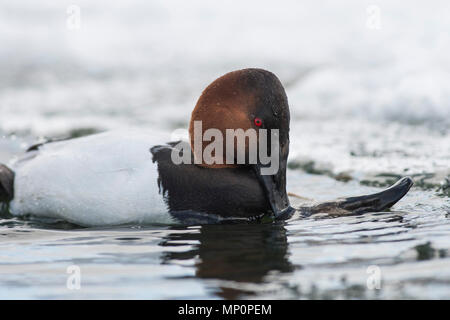 Paar fo Canvasback im Frühjahr Stockfoto