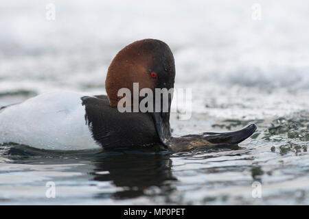 Paar fo Canvasback im Frühjahr Stockfoto