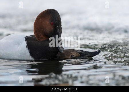 Paar fo Canvasback im Frühjahr Stockfoto