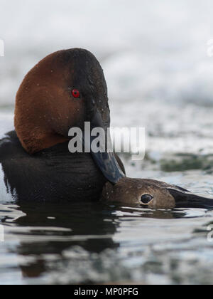 Paar fo Canvasback im Frühjahr Stockfoto