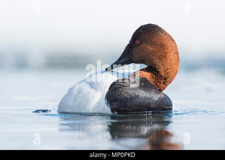 Paar fo Canvasback im Frühjahr Stockfoto