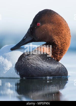 Paar fo Canvasback im Frühjahr Stockfoto