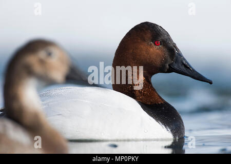 Paar fo Canvasback im Frühjahr Stockfoto