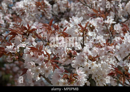 Cherry Blossom Bäume in voller Blüte während Sakura/hanami Jahreszeit am Schloss Himeji, Himeji, Japan Stockfoto