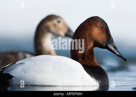 Paar fo Canvasback im Frühjahr Stockfoto