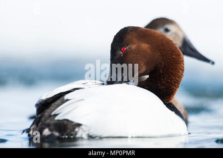 Paar fo Canvasback im Frühjahr Stockfoto