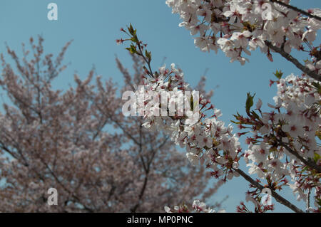 Cherry Blossom Bäume in voller Blüte während Sakura/hanami Jahreszeit am Schloss Himeji, Himeji, Japan Stockfoto
