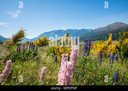 Schönen Wildblumen in Neuseeland Wiese Stockfoto