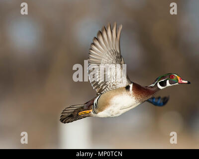 Holz Enten im Winter in Minnesota Stockfoto