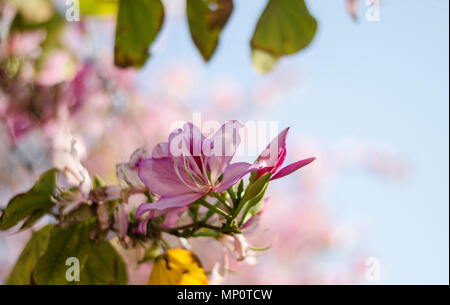 Blüten violett Bauhinia, orchidee Baum. Bauhinia Blumen Stockfoto