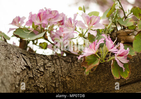 Blüten violett Bauhinia, orchidee Baum. Bauhinia Blumen Stockfoto