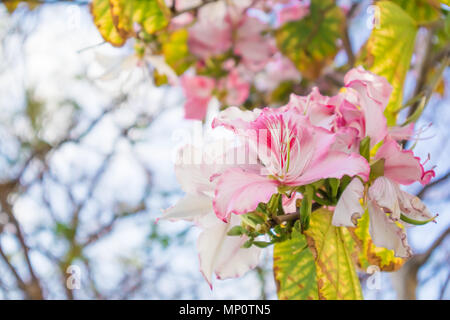 Nahaufnahme der Bauhinia Variegata Baum brunch mit hellrosa Blüten. Stockfoto