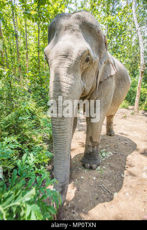 Laos Elephant Stockfoto