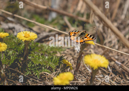 Der kleine Fuchs Nymphalis urticae Schmetterling sitzt auf huflattich Tussilago farfara gelbe Blume. Stockfoto