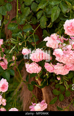 Rosenbusch in der alten spanischen Garten. Rosa und roten Rosenblättern. Stockfoto