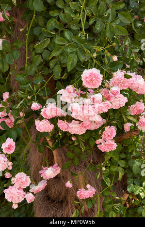 Rosenbusch in der alten spanischen Garten. Rosa und roten Rosenblättern. Stockfoto