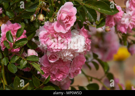 Rosenbusch in der alten spanischen Garten. Rosa und roten Rosenblättern. Stockfoto