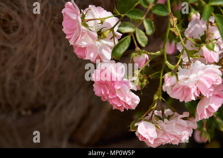 Rosenbusch in der alten spanischen Garten. Rosa und roten Rosenblättern. Stockfoto