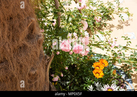 Rosenbusch in der alten spanischen Garten. Rosa und roten Rosenblättern. Stockfoto