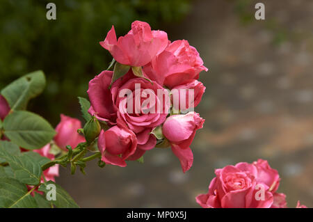 Rosenbusch in der alten spanischen Garten. Rosa und roten Rosenblättern. Stockfoto