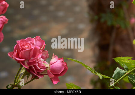 Rosenbusch in der alten spanischen Garten. Rosa und roten Rosenblättern. Stockfoto