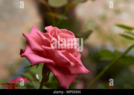 Rosenbusch in der alten spanischen Garten. Rosa und roten Rosenblättern. Stockfoto