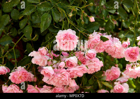 Rosenbusch in der alten spanischen Garten. Rosa und roten Rosenblättern. Stockfoto