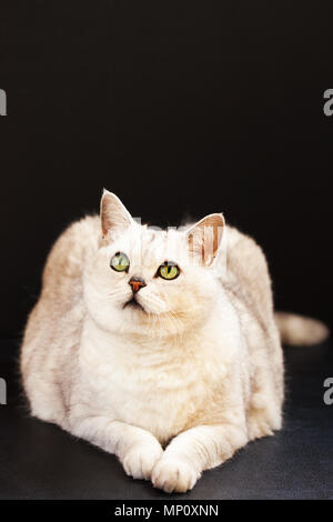 Britische Katze liegend silber auf schwarzem Hintergrund Stockfoto