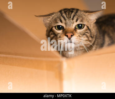 Schöne Katze Versteck spielen und in einem Karton suchen Stockfoto