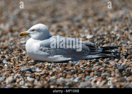 Eine Möwe sitzend auf einen Kiesstrand an einem sonnigen Tag. Brighton, East Sussex, UK. Stockfoto