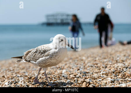 Eine Möwe Wanderungen entlang der Küste von Brighton an einem sonnigen Tag. Brighton, East Sussex, UK. Stockfoto