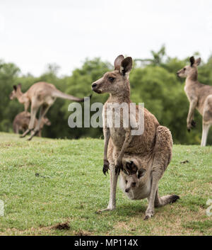 Australian native Känguruh Mutter mit Baby Joey im Beutel stehen im Feld Stockfoto